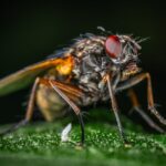 Maßnahmen gegen Fliegen in der Wohnung