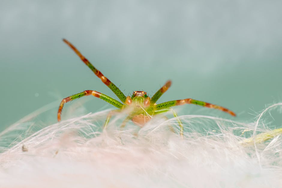 Spinnen abhalten: Tipps und Methoden um Spinnen aus dem Haus zu halten