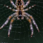 Spinnen fernhalten - Tipps und Methoden