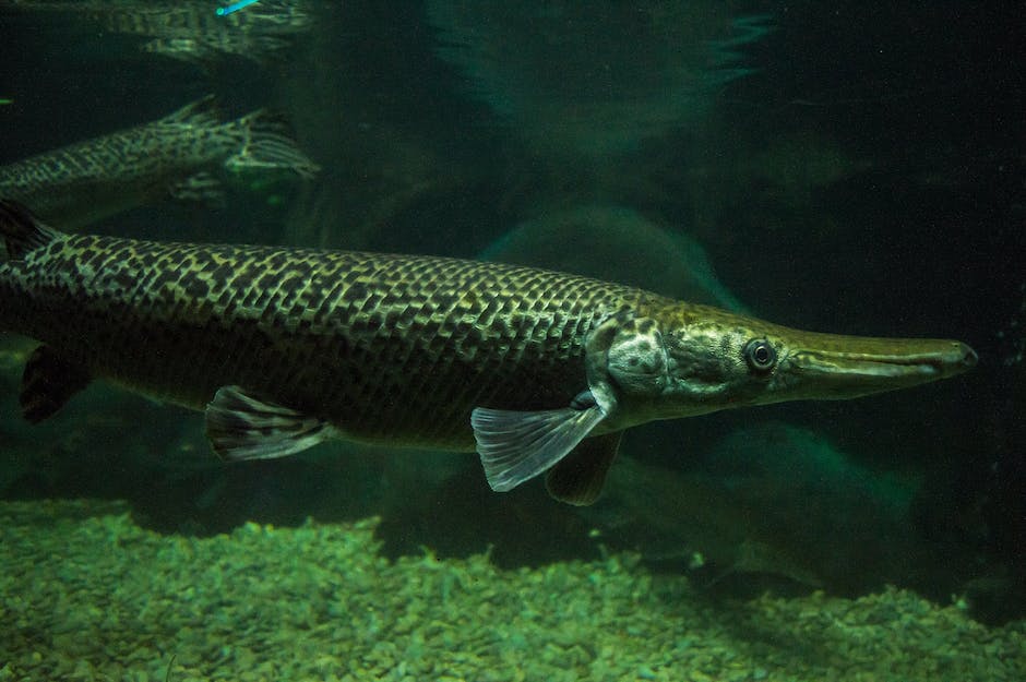  Möglichkeiten zur Beseitigung von Fischgeruch in der Wohnung