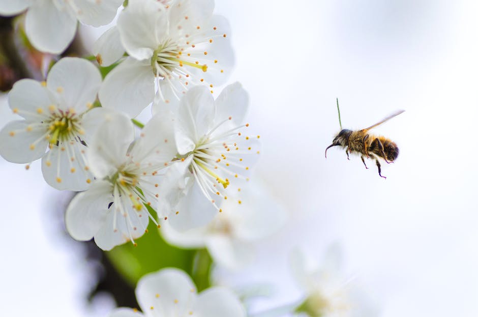  Fliegen loswerden durch Hausmittel