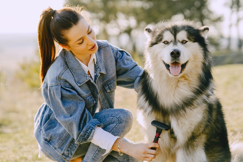 Hundehaare in der Wohnung entfernen