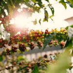 Obstfliegen aus der Wohnung vertreiben