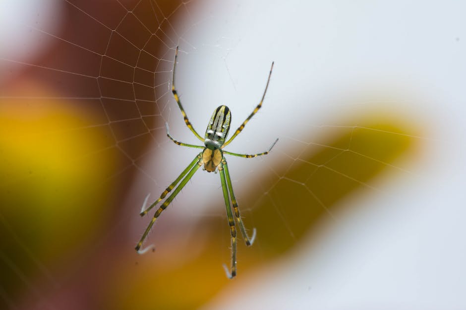  Schmeißfliegen aus der Wohnung vertreiben