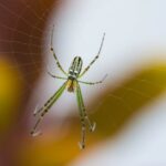 Schmeißfliegen in der Wohnung bekämpfen