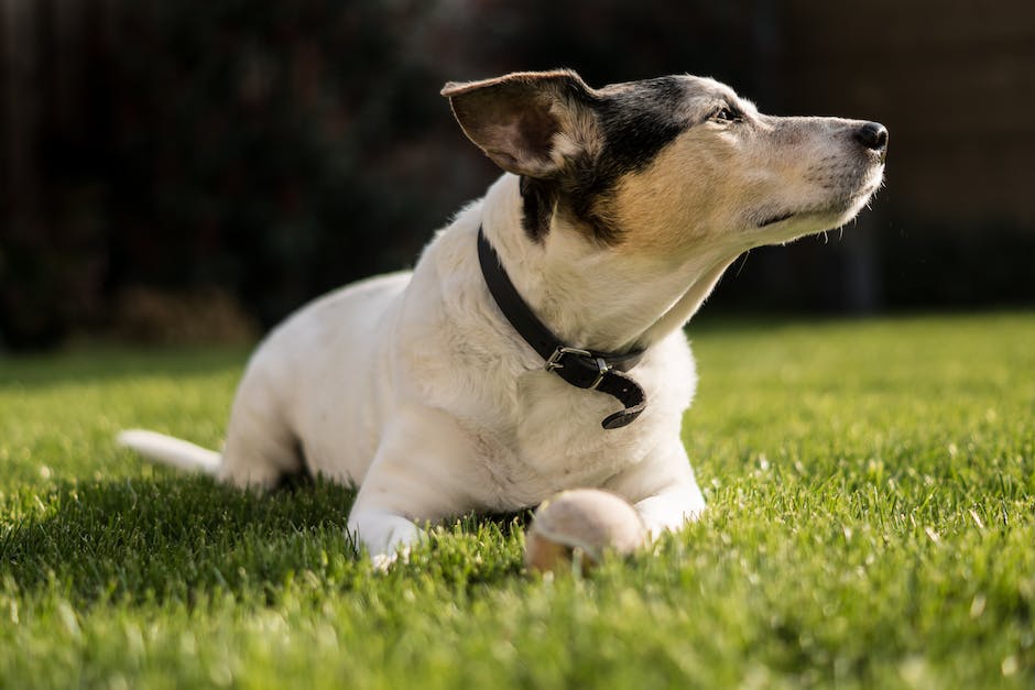 Hundehaltung: Was tun wenn der Hund in die Wohnung pinkelt?