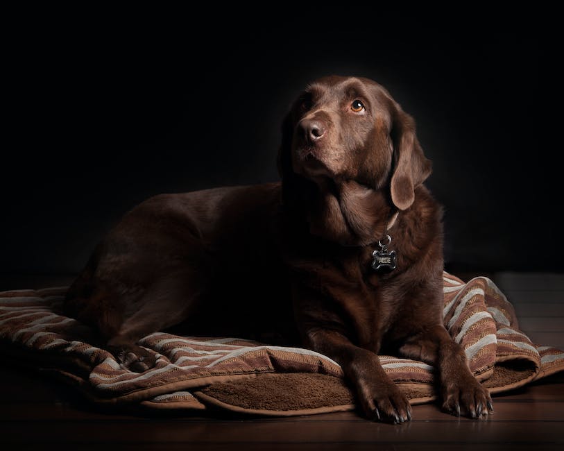 Hund in die Wohnung koten vermeiden