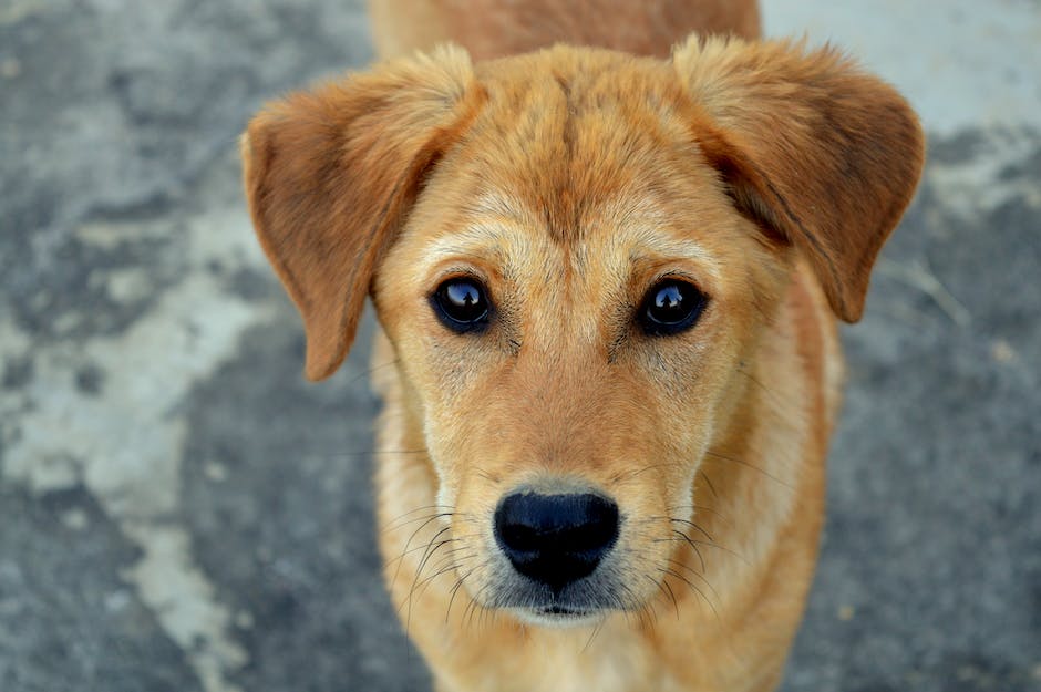 Hausregeln für Hunde aufstellen um Unordnung zu vermeiden