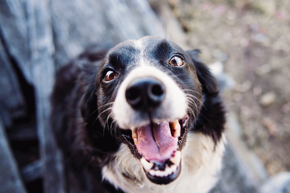 Hund in die Wohnung machen verhindern