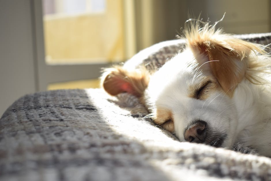  Hilfe bei plötzlich eindringenden Hunden