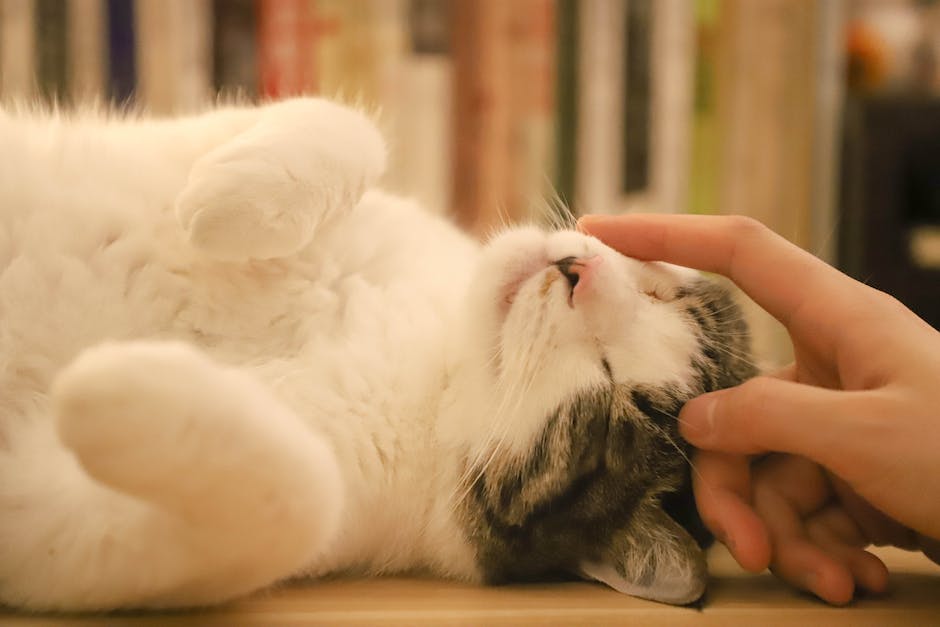  Katze in Wohnung koten verhindern