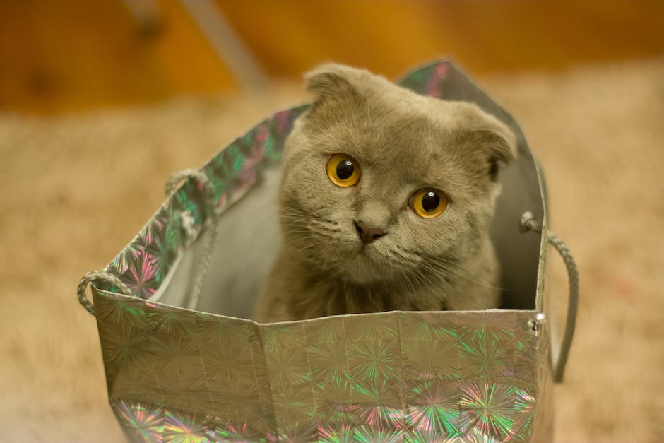 Katze in Wohnung koten vermeiden