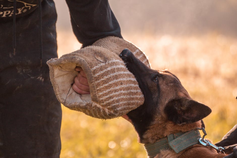 Wohnung vor Hundeinvasion schützen