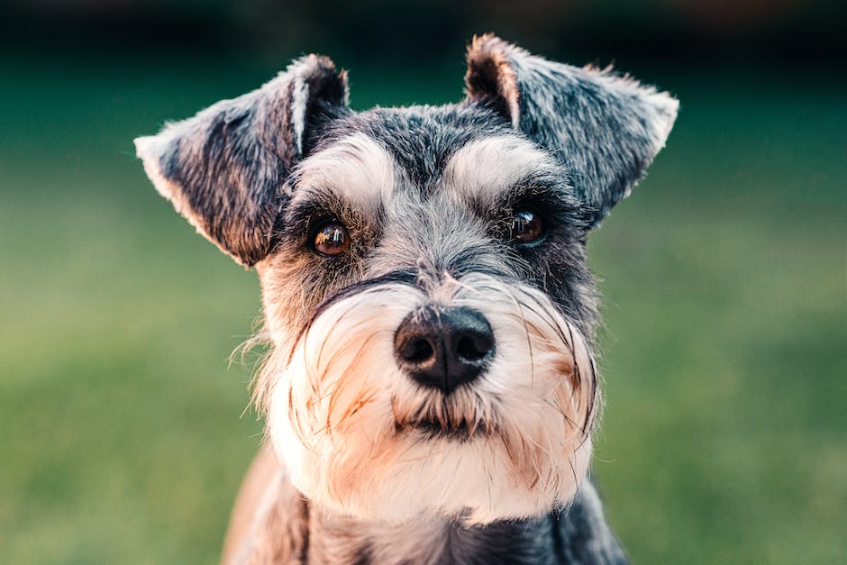 Hund in die Wohnung pinkeln verhindern