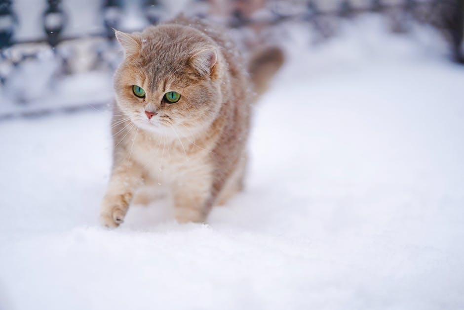  Katze in Wohnung koten verhindern