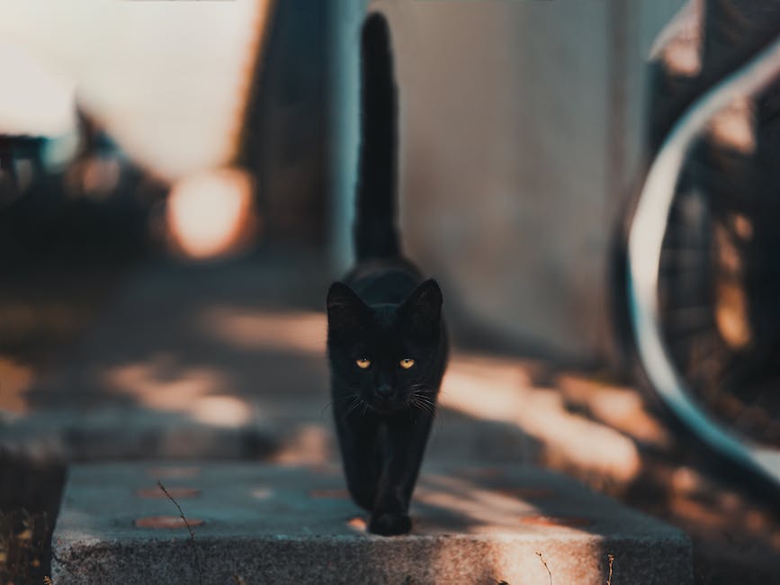 "Was tun wenn Katze in die Wohnung kotet?"