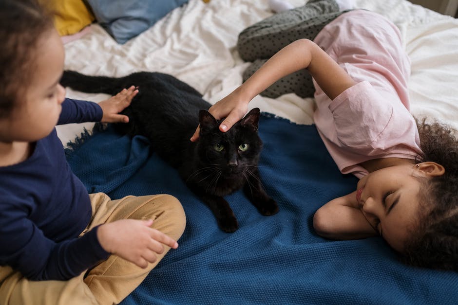  Katze in die Wohnung eindämmen