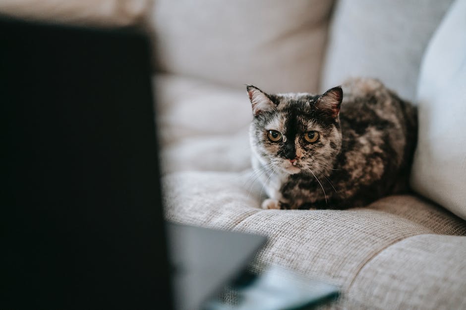  Katze in die Wohnung pinkeln stoppen