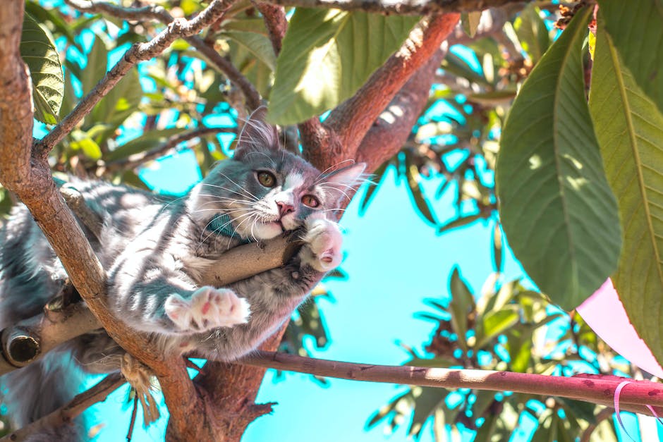  Katze in die Wohnung pinkeln: So lösen Sie das Problem