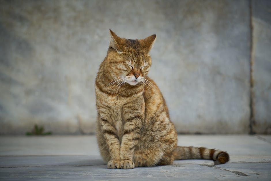 Katze in die Wohnung pinkeln verhindern