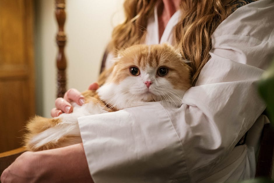  Katze in Wohnung pinkeln verhindern