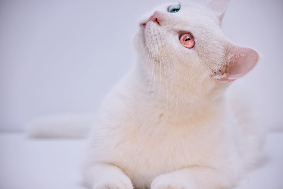  Katze in Wohnung pinkeln vermeiden