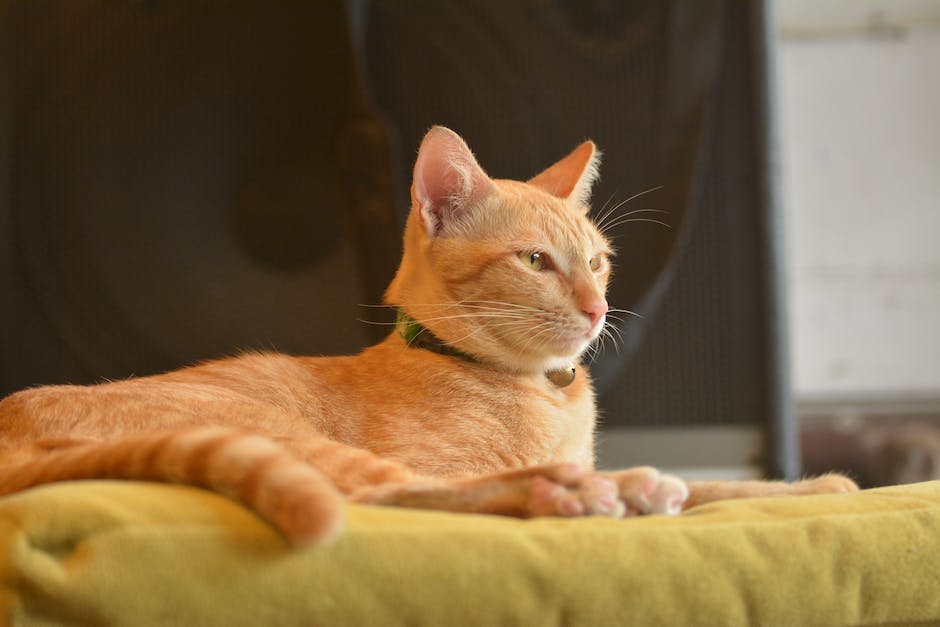 Katze in Wohnung pinkeln verhindern