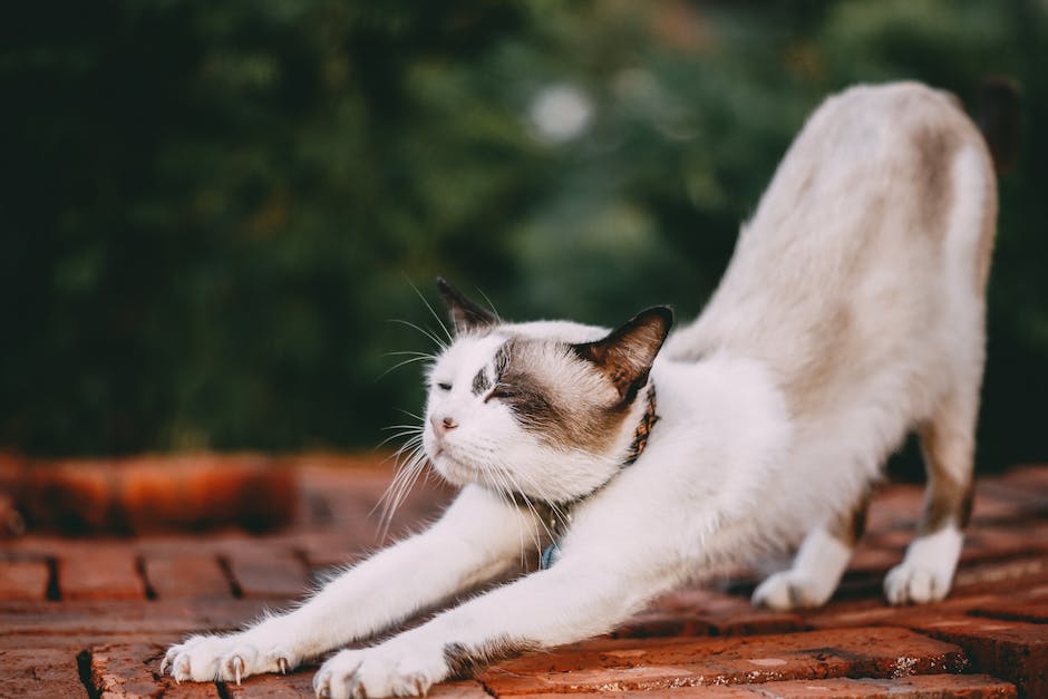  Katze in Wohnung urinieren - Ratschläge für Besitzer