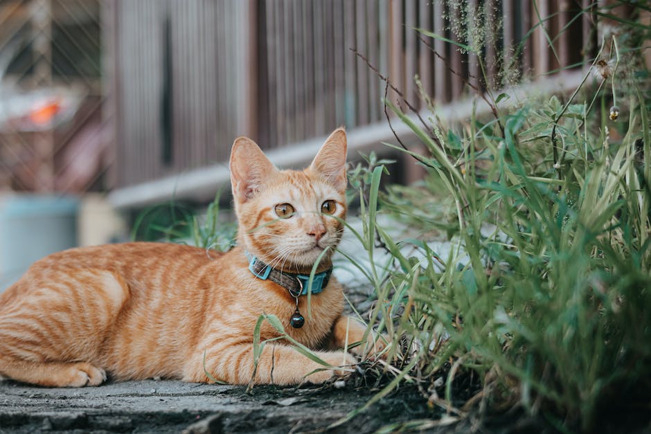  Katze in die Wohnung urinieren vermeiden