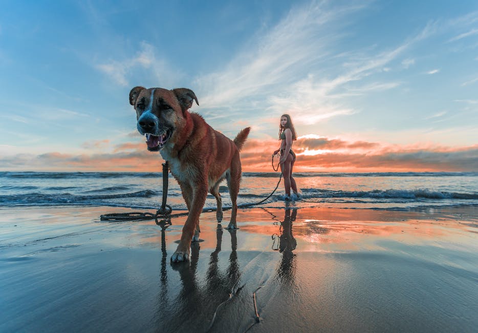 Hundebellen in der Wohnung: Wie lange erlaubt?