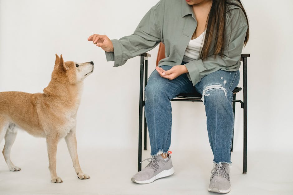 Hundebellen Wohnung Zeitlimit