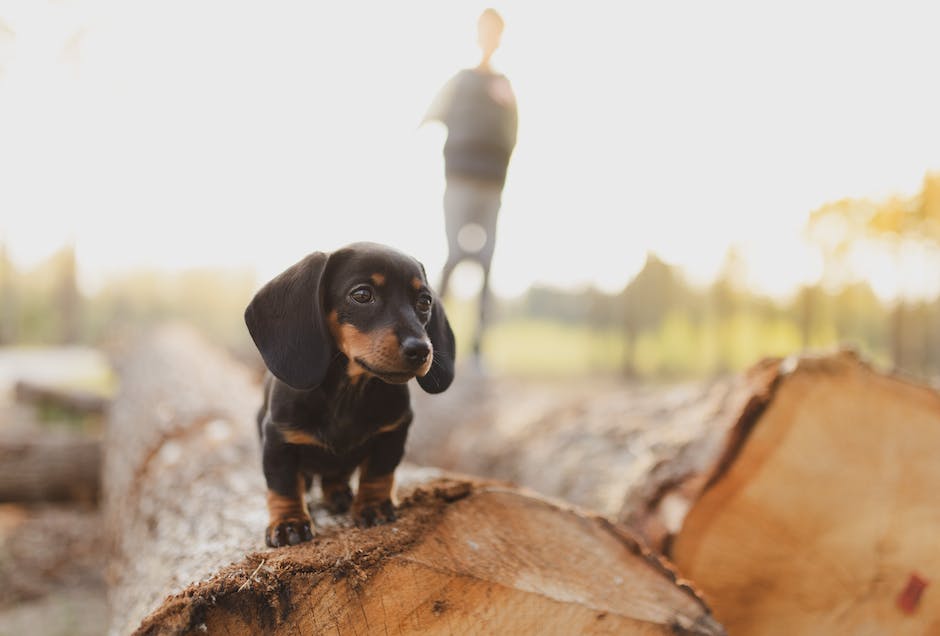  Hundebellen in der Wohnung - wie oft erlaubt?