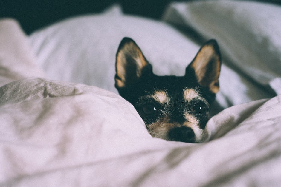 Häufigkeit des Bellens eines Hundes in einer Wohnung