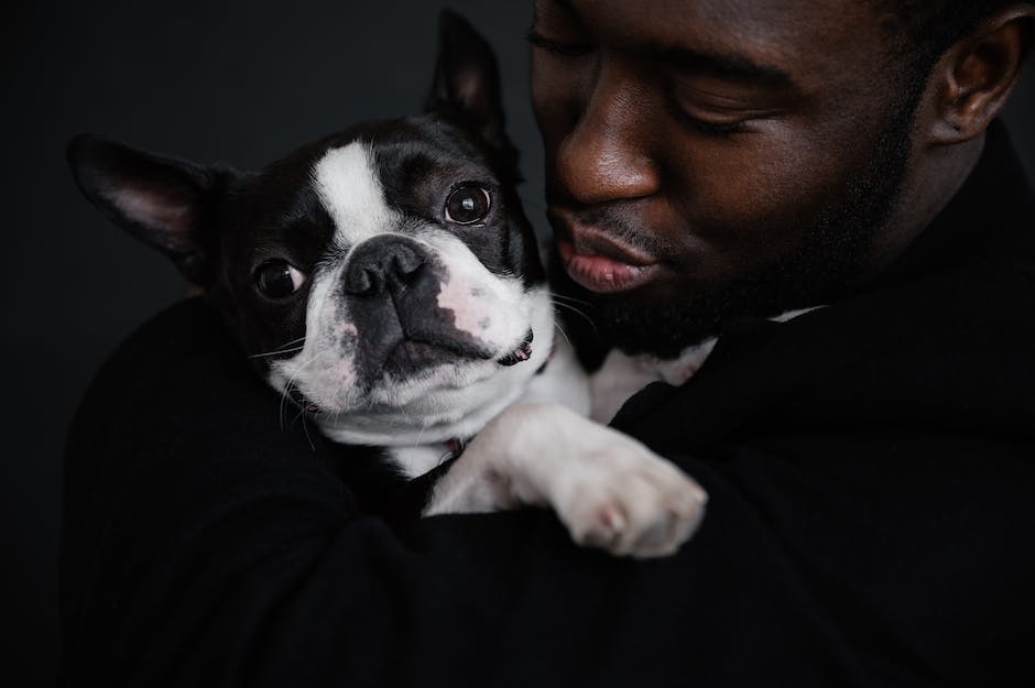 Hund in der Wohnung bellen erlaubte Frequenz