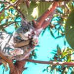 Anzahl erlaubter Katzen in einer Wohnung